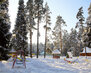 sosnoviy-bor-4